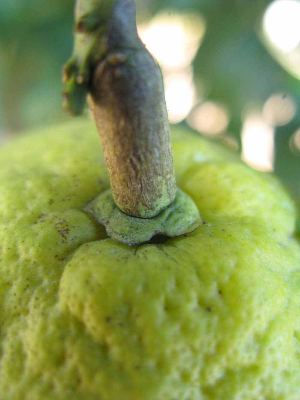              Fruit (Winter Haven, FL)       